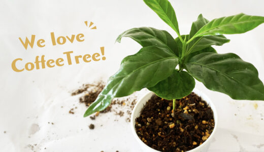 「コーヒーの木を育ててみよう！収穫する日を目指して」<br>教えて、コーヒーアカデミー！