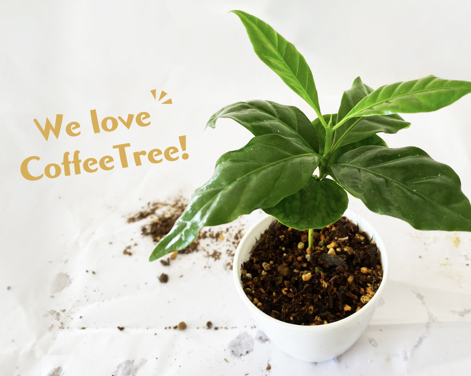 動画あり】コーヒーの木の育て方｜植え替え方法や適した環境づくり