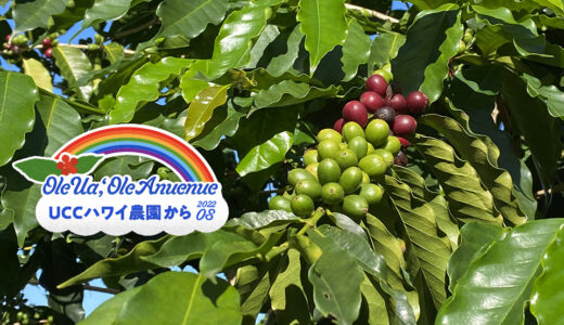 コーヒー豆の収穫開始　－UCCハワイコーヒー農園から－