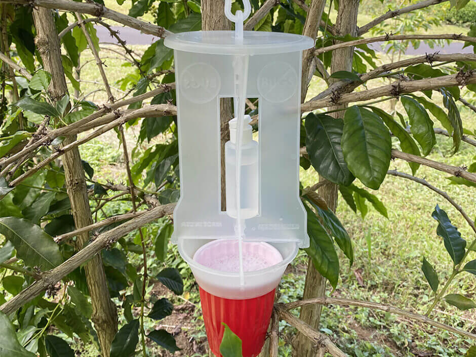 コーヒーの害虫CBBのトラップ活用 －UCCハワイコーヒー農園からー コーヒーと、暮らそう。 UCC COFFEE MAGAZINE