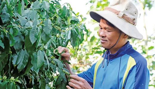 世界第2位の生産量を誇るコーヒー大国「ベトナム」その高い品質を支えるコーヒーづくり