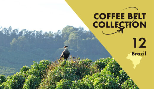 コーヒー生産量世界一の「ブラジル」 −コーヒーベルト・コレクション−