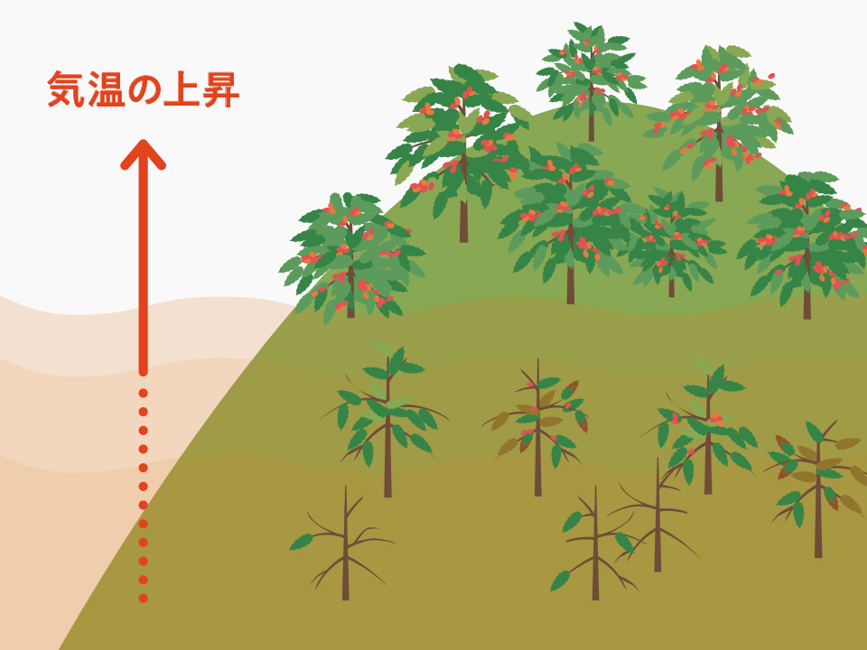 地球温暖化による気温の上昇により、コーヒーを栽培できる土地がどんどん少なくなっている様子のイラスト